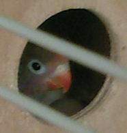 Vos bestioles Erys